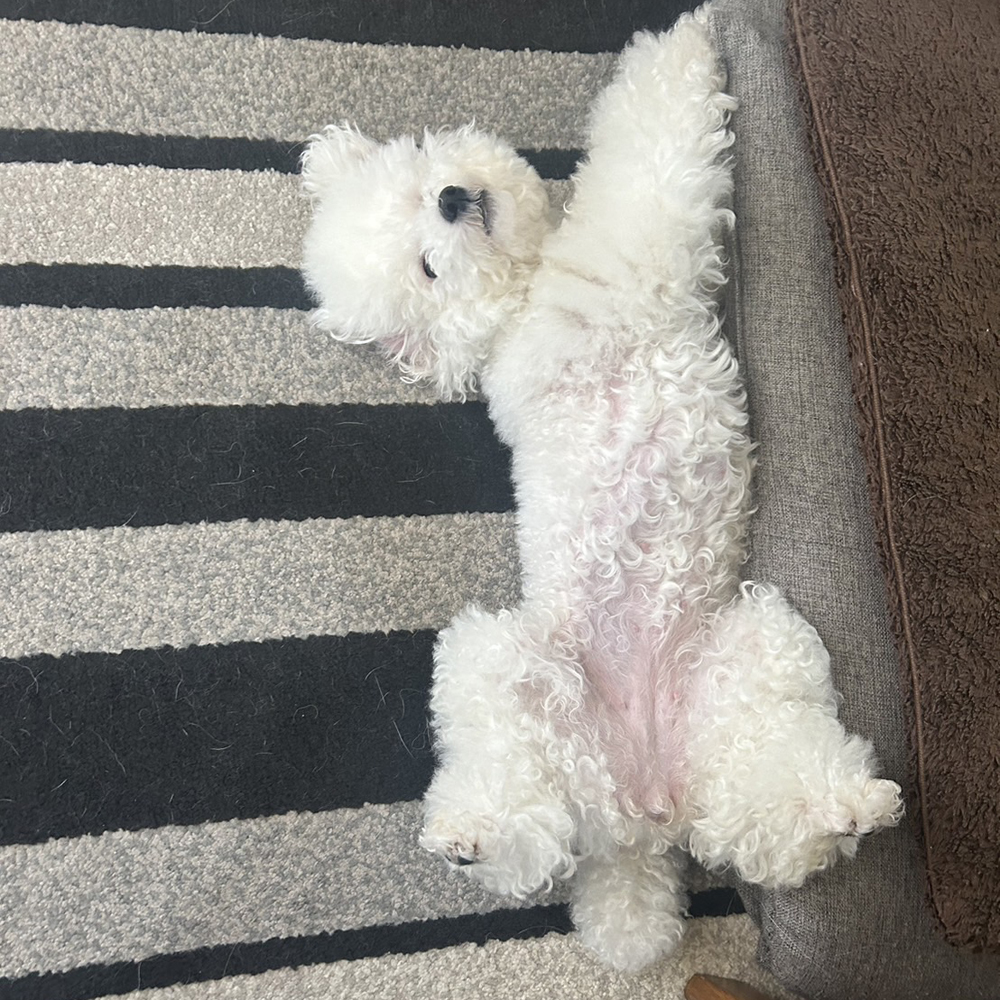 卒業犬ひよちゃんの近況☆